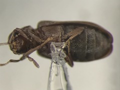 Hemicoelus pusillus