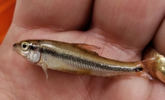 Erimyzon claviformis