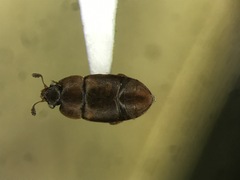 Colopterus truncatus