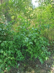 Rhodotypos