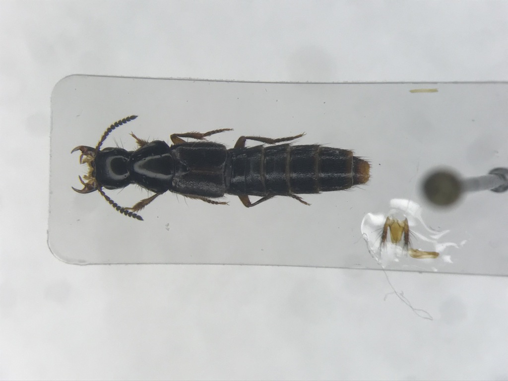 Rove beetle