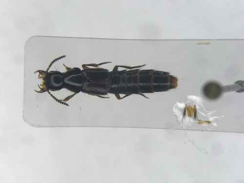 Rove beetle