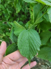 Rhodotypos