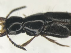 Quedius cruentus