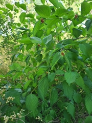Rhodotypos