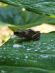 Eleutherodactylus pipilans