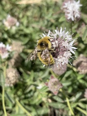 Bombus morrisoni