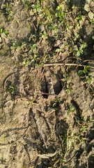 Mazama gouazoubira