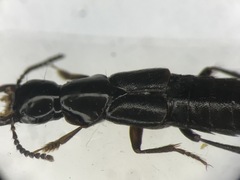 Quedius mesomelinus