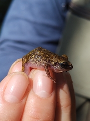 Eleutherodactylus pipilans