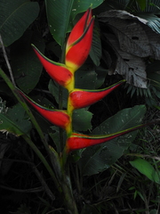 Heliconia orthotricha