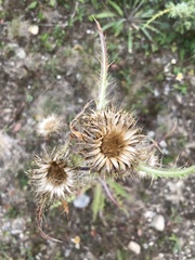 Cirsium hookerianum