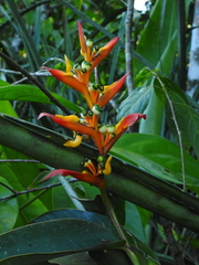 Heliconia schumanniana