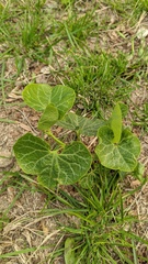 Aristolochia fimbriata