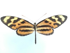 Mechanitis lysimnia utemaia