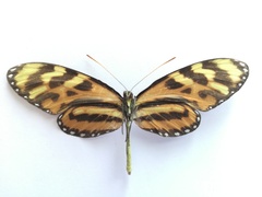 Mechanitis lysimnia utemaia