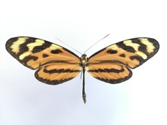 Mechanitis lysimnia utemaia