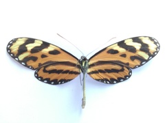 Mechanitis lysimnia utemaia