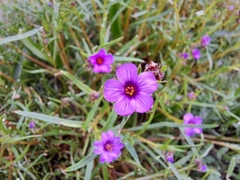 Calandrinia compressa
