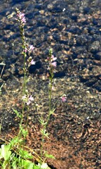 Sidalcea oregana spicata
