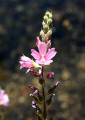 Sidalcea oregana spicata