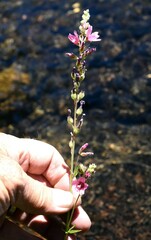 Sidalcea oregana spicata