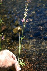 Sidalcea oregana spicata