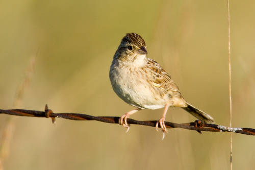 Cassin's Sparrow
