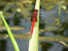 Erythemis mithroides