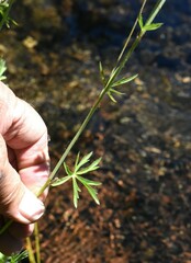 Sidalcea oregana spicata