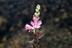 Sidalcea oregana spicata