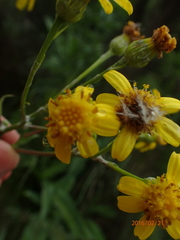 Senecio inornatus