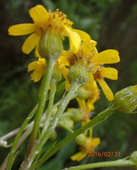 Senecio inornatus