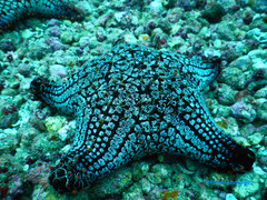 Pentaceraster cumingi