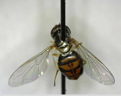 iNaturalist observation photo of Margined Calligrapher
