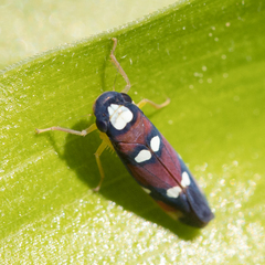 Erythrogonia comensa