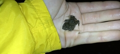 Cacosternum capense