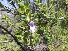 Clinopodium chilense