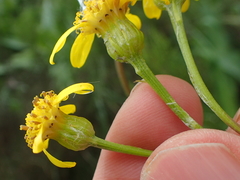 Senecio inornatus