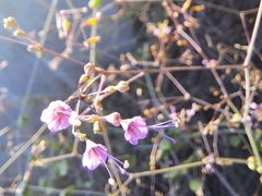 Commicarpus tuberosus