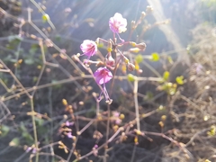 Commicarpus tuberosus