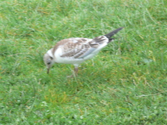 Chroicocephalus ridibundus