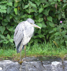 Ardea cinerea