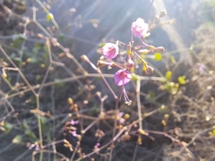 Commicarpus tuberosus