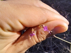 Commicarpus tuberosus