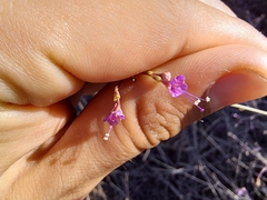 Commicarpus tuberosus