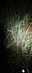 Cacosternum capense