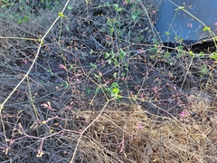 Commicarpus tuberosus