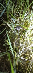 Cacosternum capense