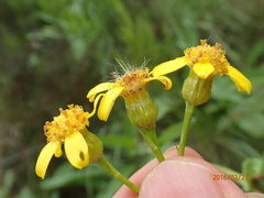 Senecio inornatus